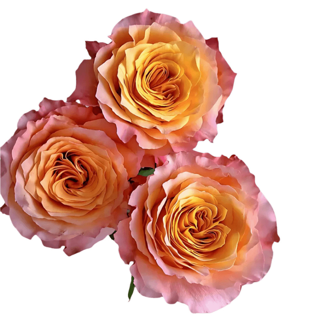 Yellow Roses Gift - Bouquet Only