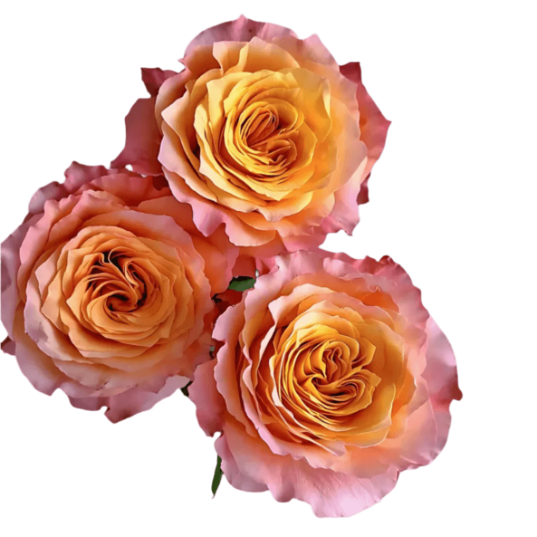 Super Sun Yellow Roses North Haledon NJ