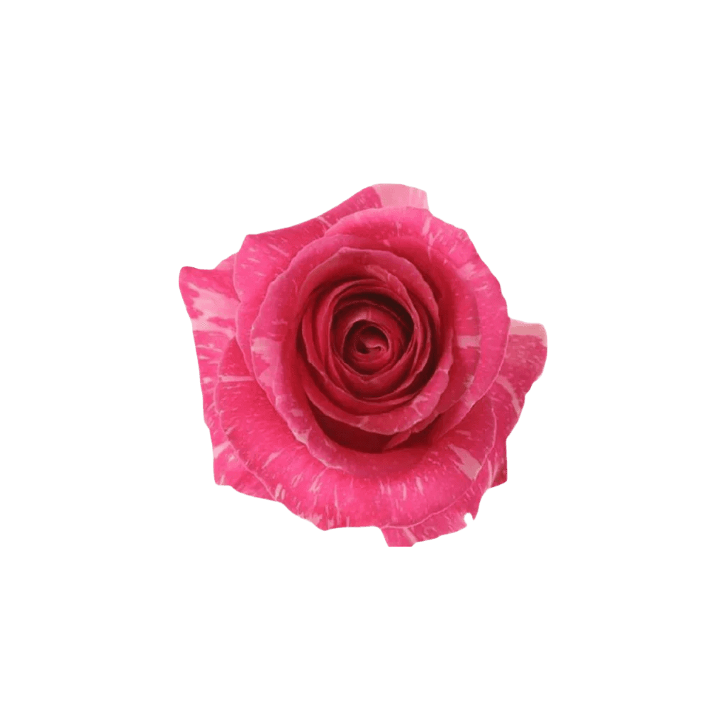 Deep Pandora - Bouquet Only