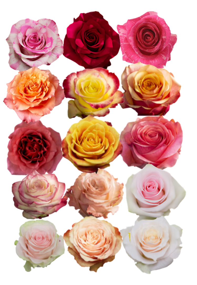 Joy Red Roses Unique Roses: Explore Classic and Modern Varieties at Florally ...