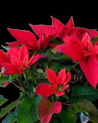Potted poinsettia plant with bright red flowers