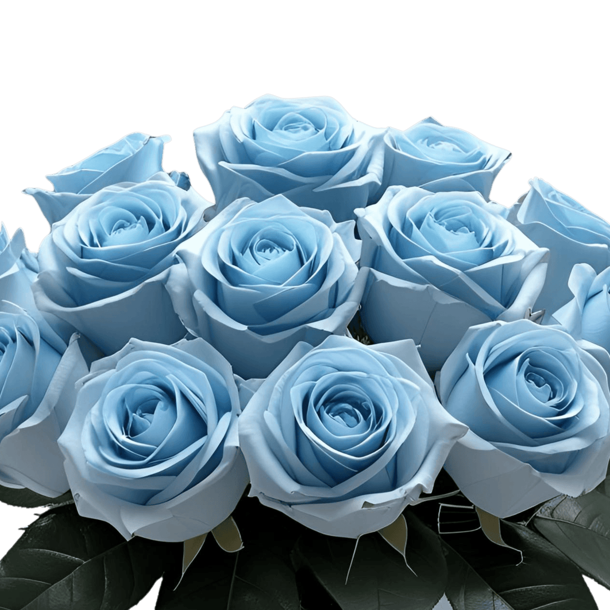 Blue T Intend Roses Big Blue - All Blue Roses