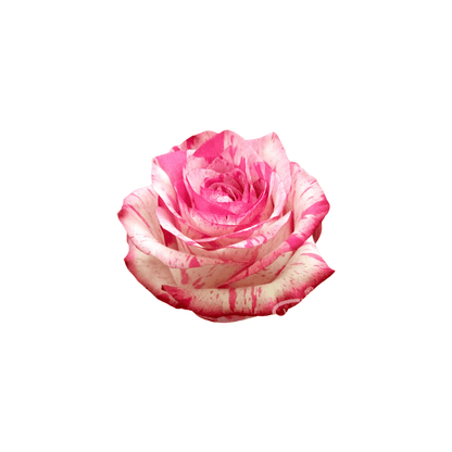 White Rose with Variegated Pink Hues North Haledon NJ
