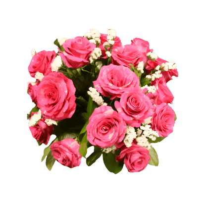 Pandora Roses North Haledon NJ