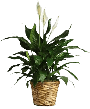 Peace Lily house plant in woven basket