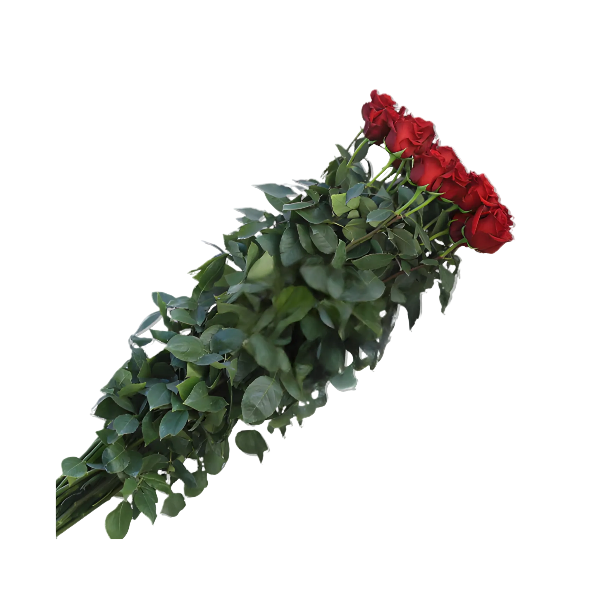 Long Stem Red Roses