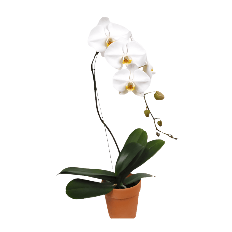 Orquídea blanca en cascada