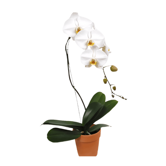 White Cascading Orchid