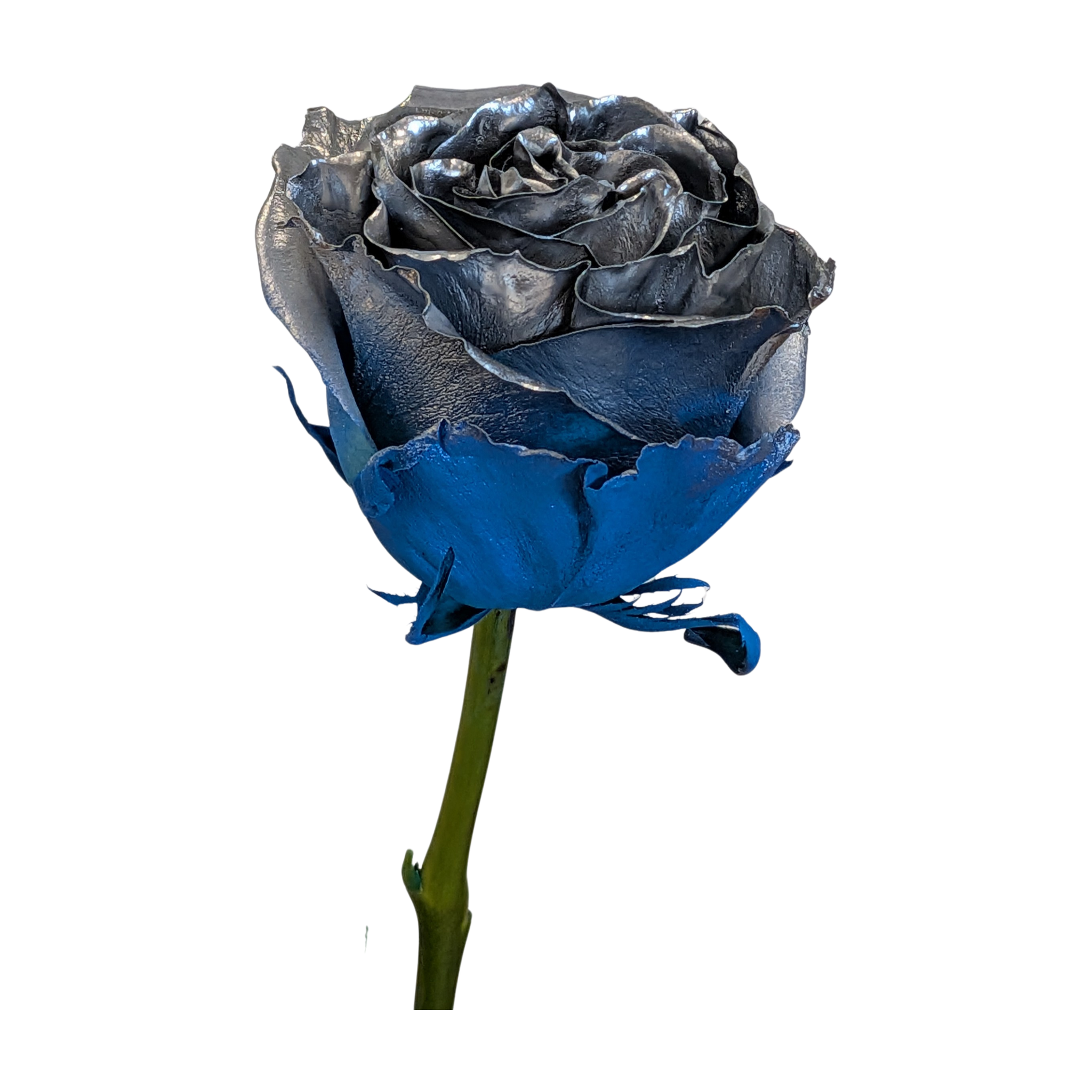 Metallic steel-grey rose with vivid cobalt blue lower petals on a green stem, from Flauraly's Rose Collection