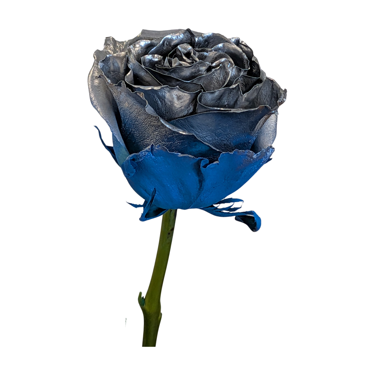 Metallic steel-grey rose with vivid cobalt blue lower petals on a green stem, from Flauraly's Rose Collection