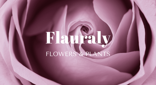 Close-up of soft mauve rose petals curling inward with Flauraly Flowers And Plants logo gallery position 1 Unique Rose Collection Open Late A different type of flower experience