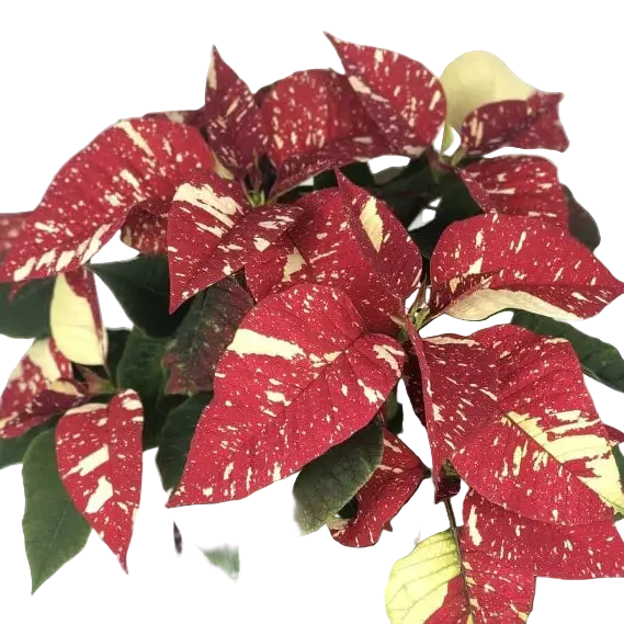 Multicolor red and white poinsettia plant