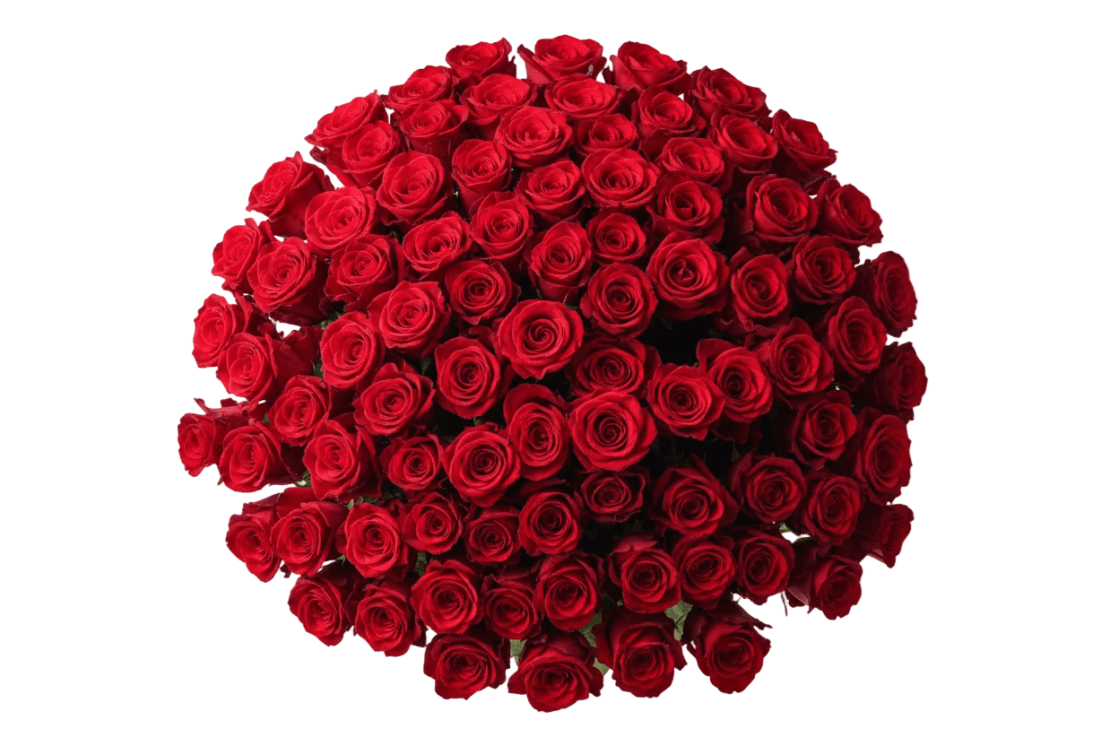 110cm Extra long red oses