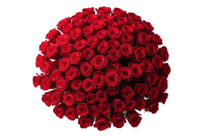 110cm Extra long red oses