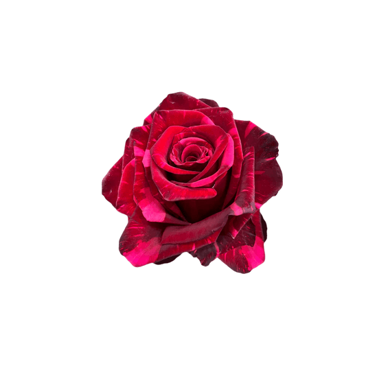 Red Panther Rose North Haledon NJ