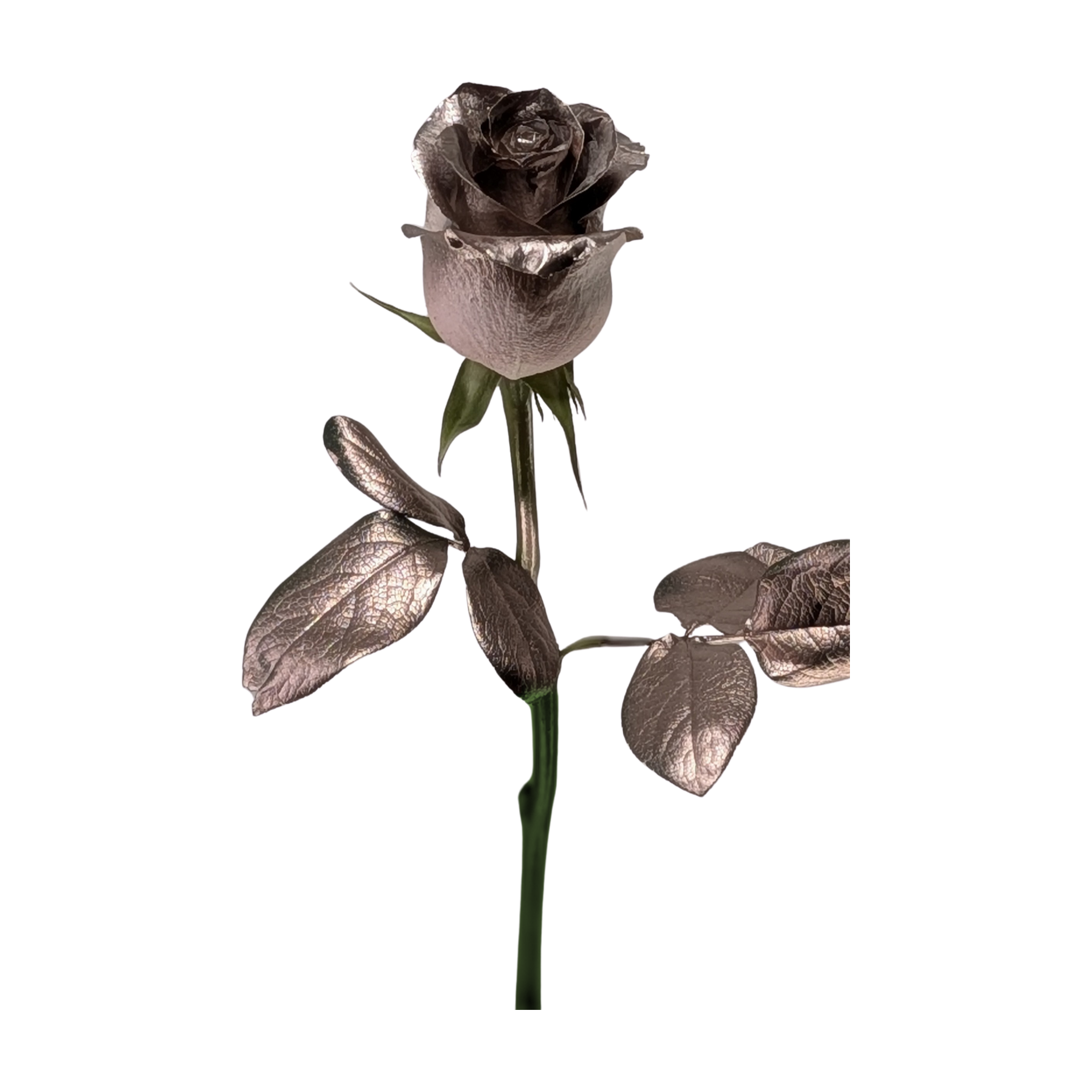 Metallic rose gold rose with rose gold leaves and upper stem, green sepals and a natural green lower stem
