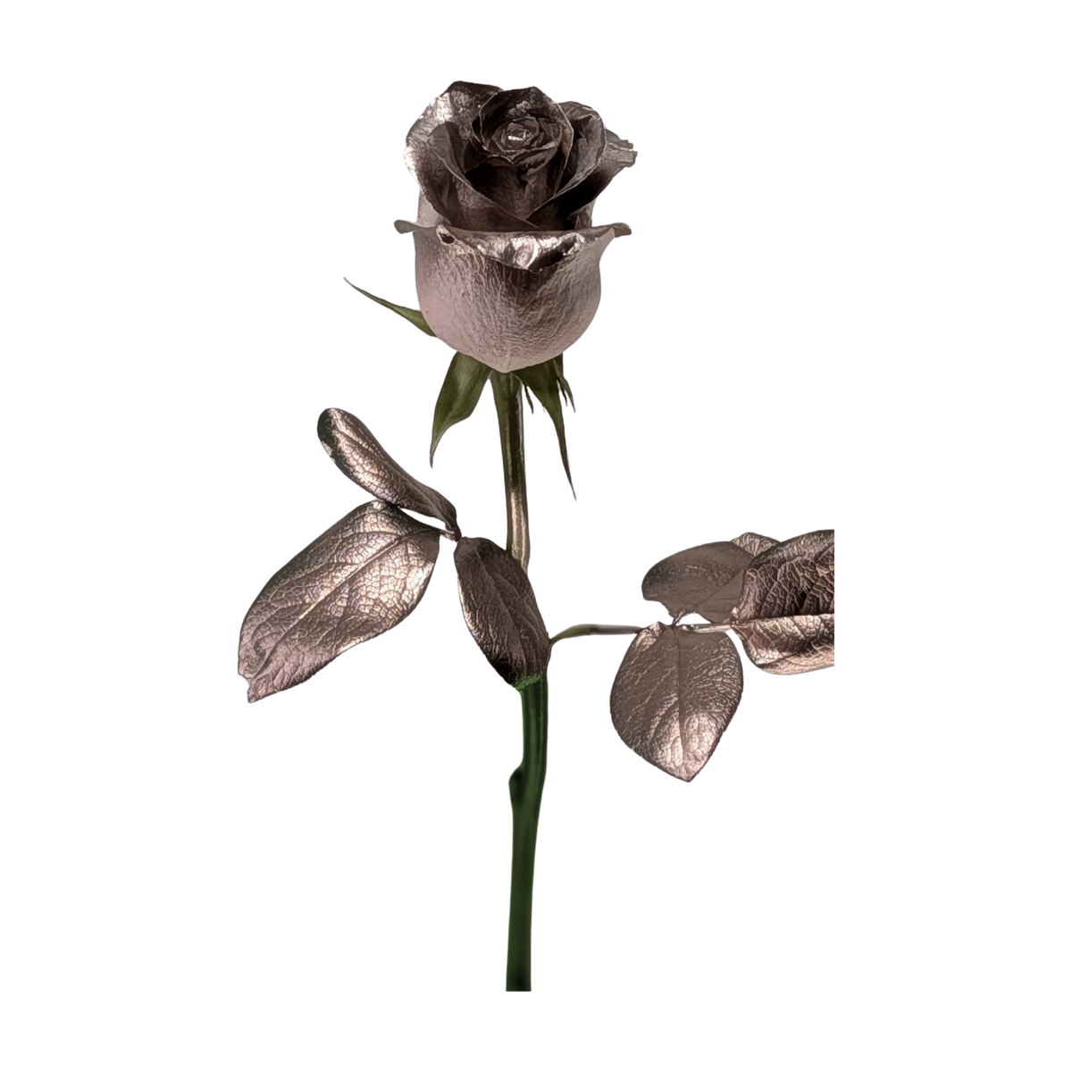 Metallic rose gold rose with rose gold leaves and upper stem, green sepals and a natural green lower stem