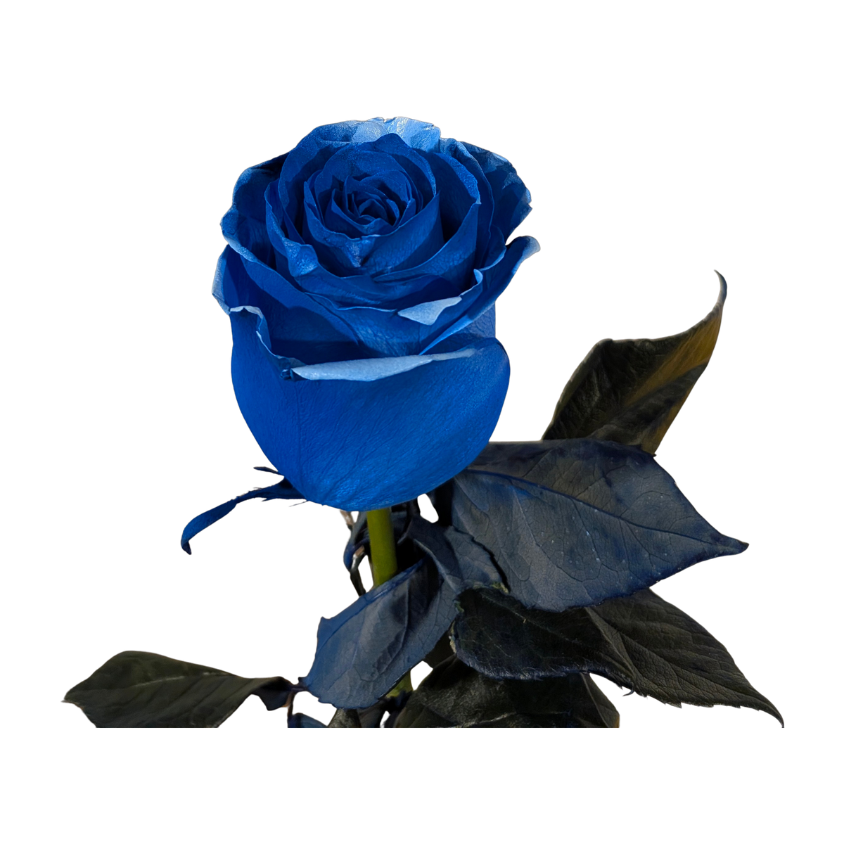 Long-stem rose hand-tinted deep cobalt blue, Flauraly studio-tinted specialty rose
