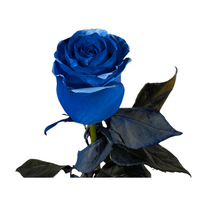 Long-stem rose hand-tinted deep cobalt blue, Flauraly studio-tinted specialty rose