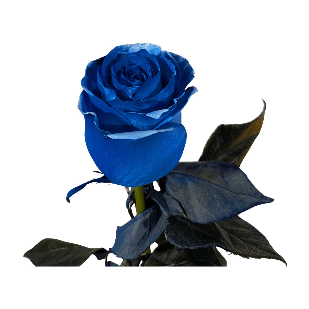 Hand-tinted cobalt blue long-stem rose on white background