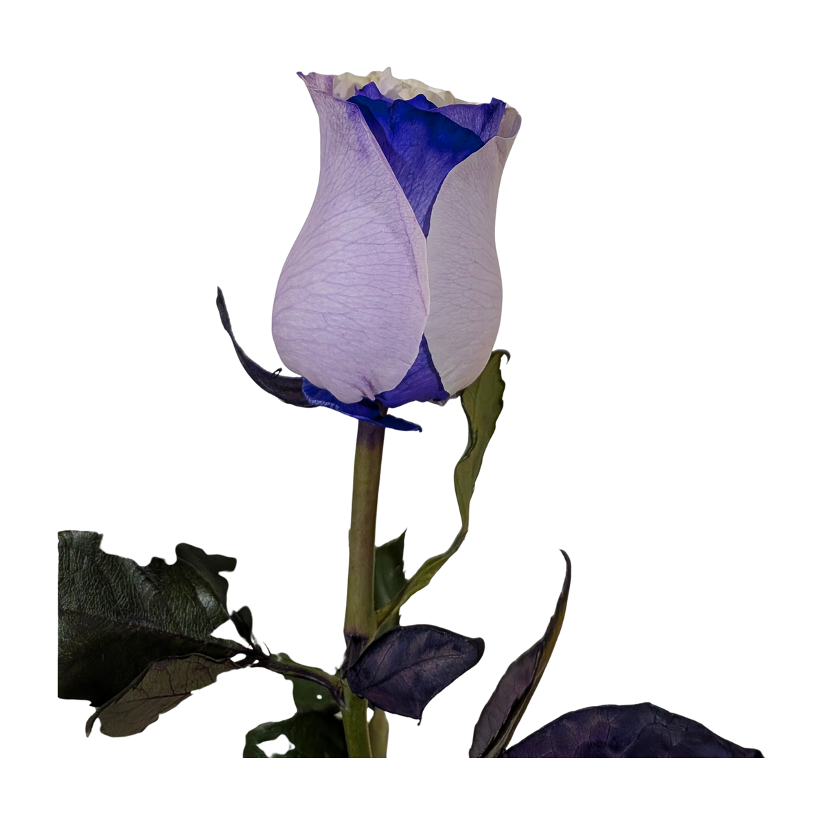 Hand-tinted rose with lavender outer petals shading to blue and a white center, Flauraly Soft Horizon