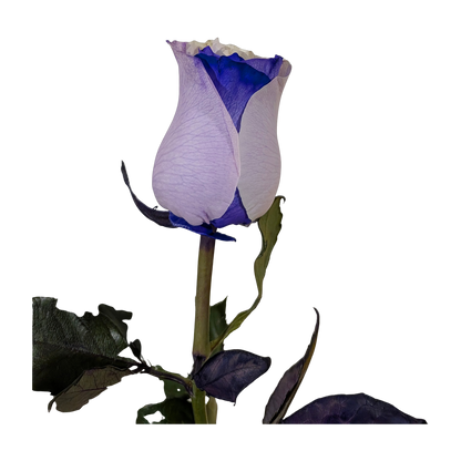 Hand-tinted rose with lavender outer petals shading to blue and a white center, Flauraly Soft Horizon