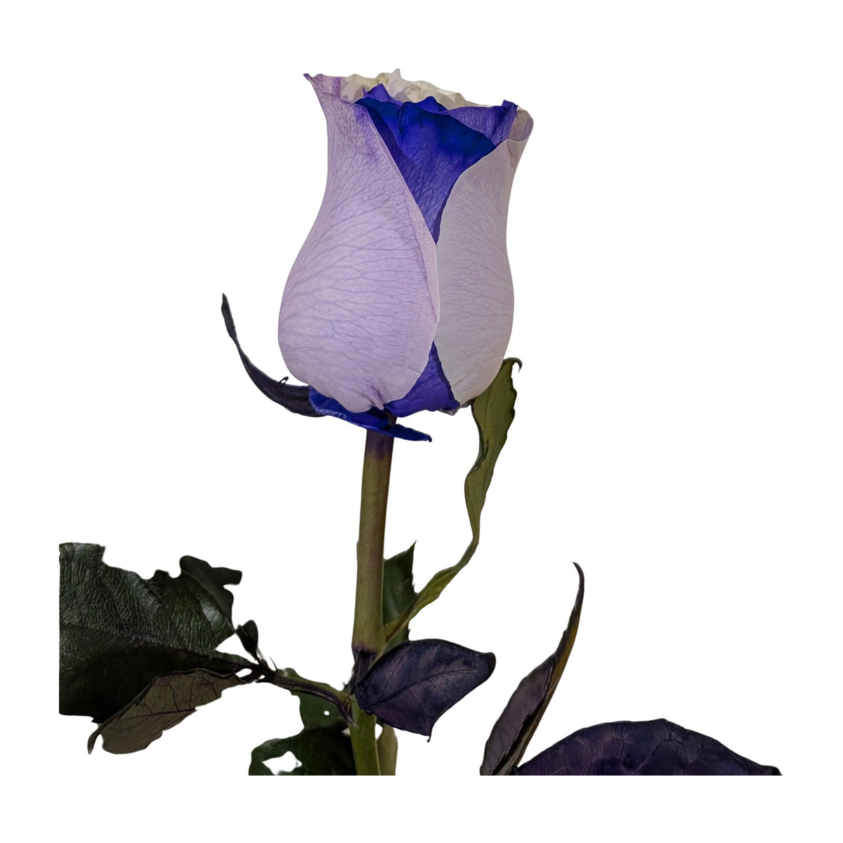Lavender and blue ombre hand-tinted rose on white background