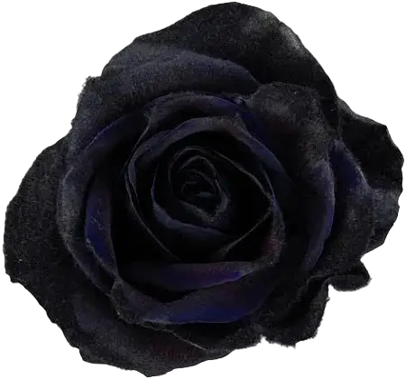 Black Roses - Limited Time Only