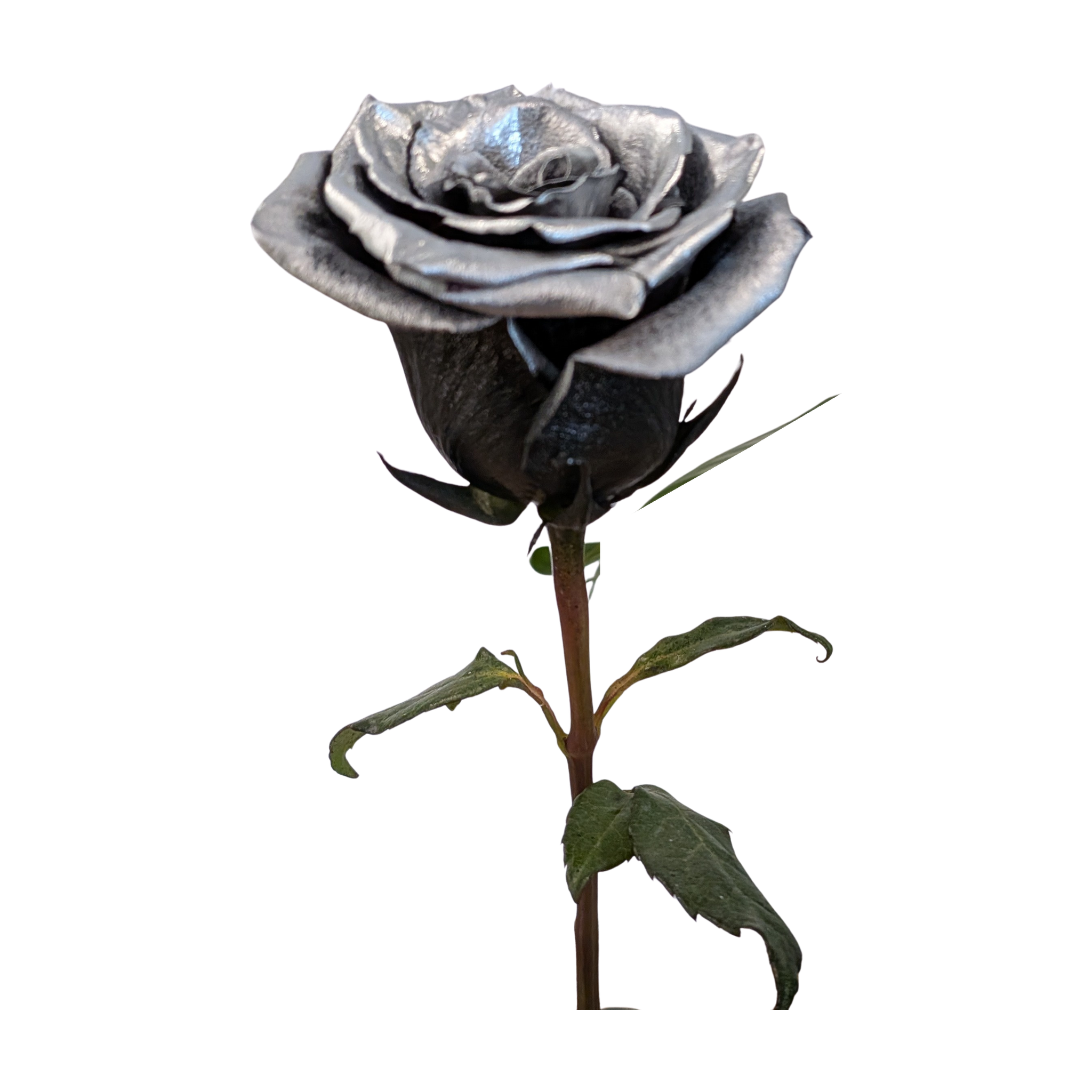 Metallic silver rose with black base petals, green leaves and a natural green stem, from Flauraly's Rose Collection