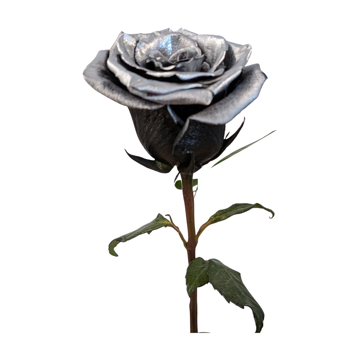 Metallic silver rose with black base petals, green leaves and a natural green stem, from Flauraly's Rose Collection