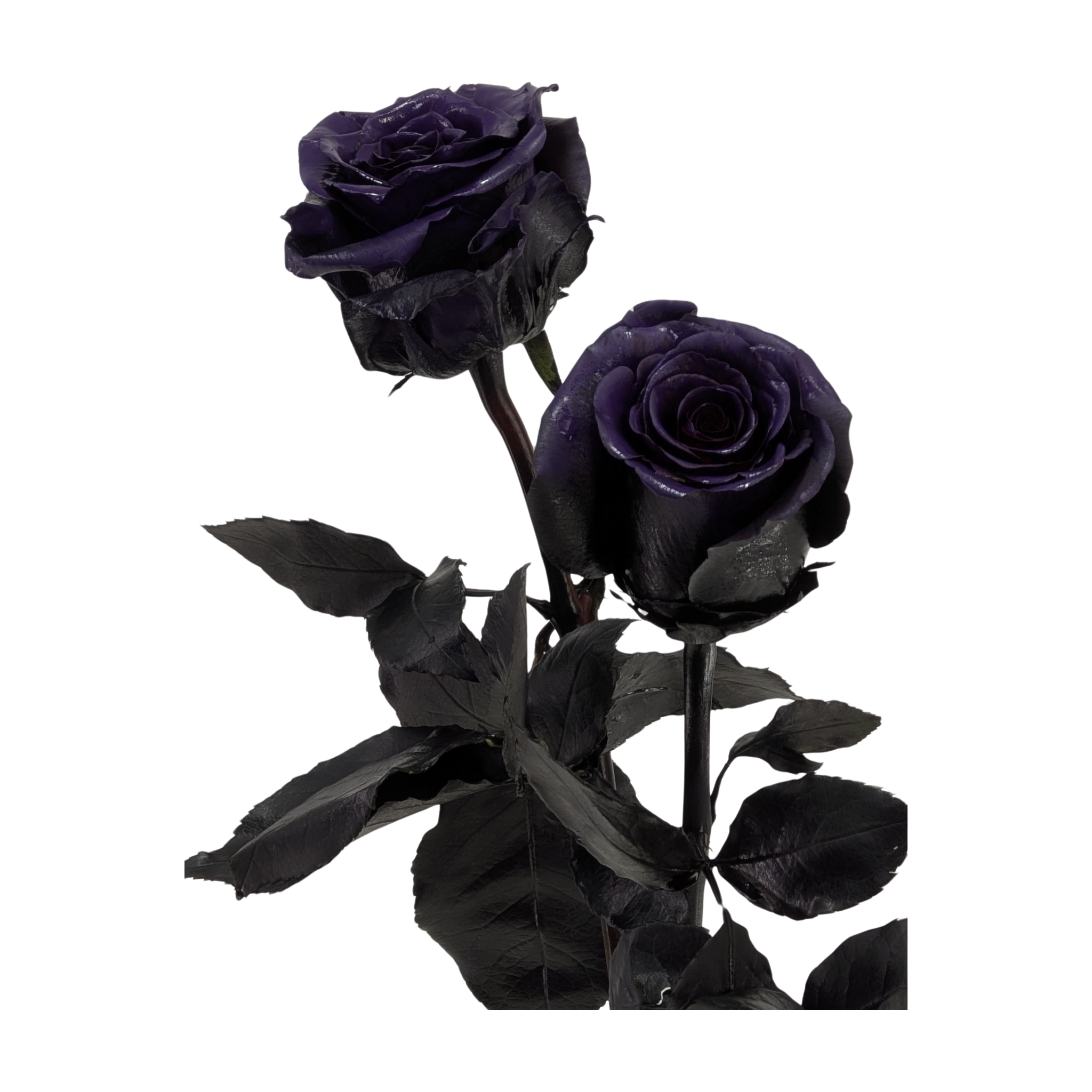 Two stems of deep glossy purple roses with black-tinted petals, black leaves and dark stems
