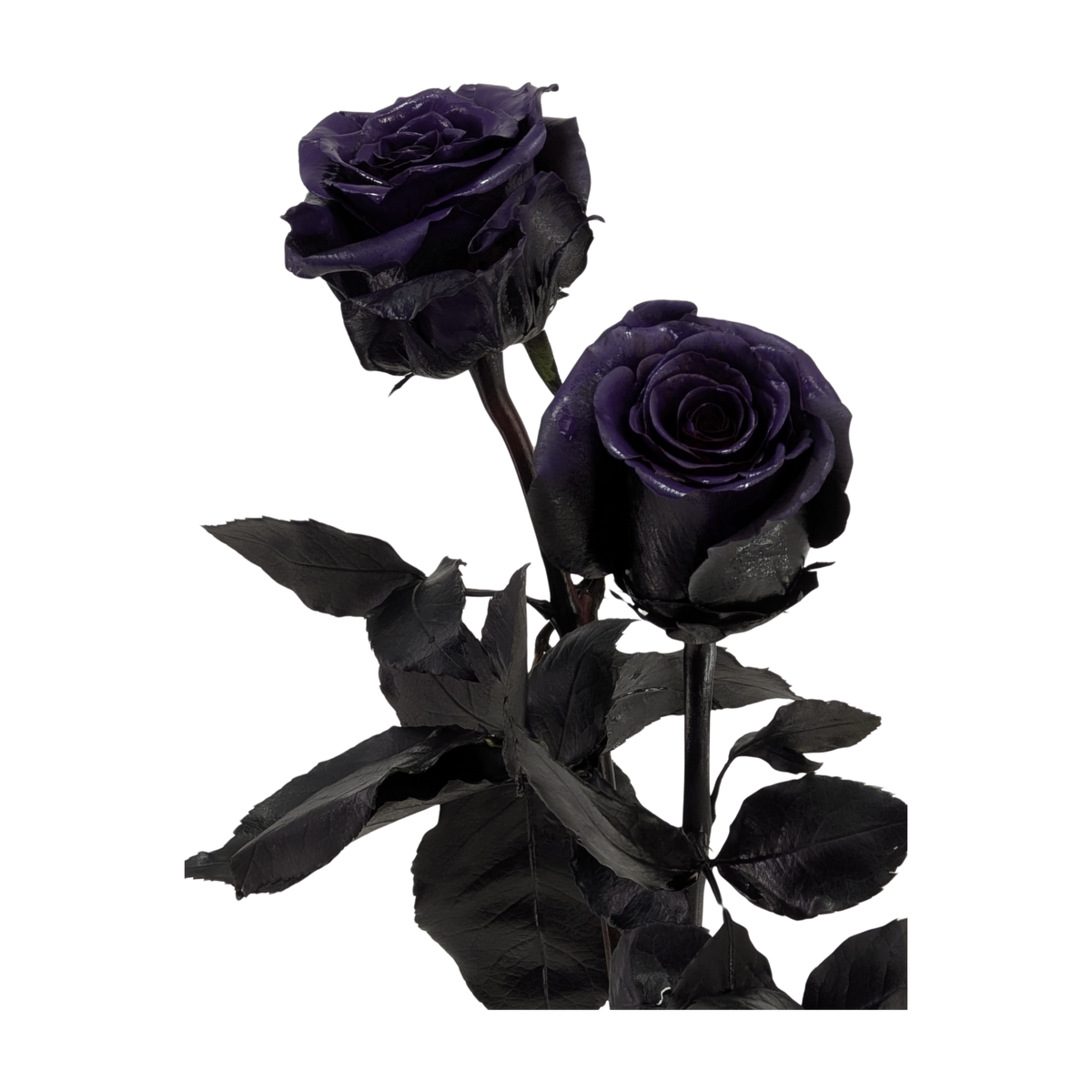Two stems of deep glossy purple roses with black-tinted petals, black leaves and dark stems