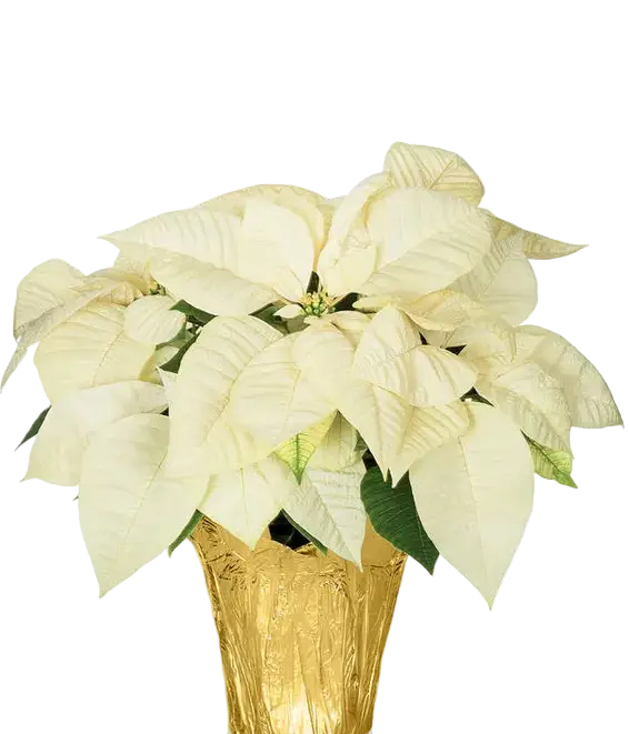 White poinsettia plant in a gold pot on a white background