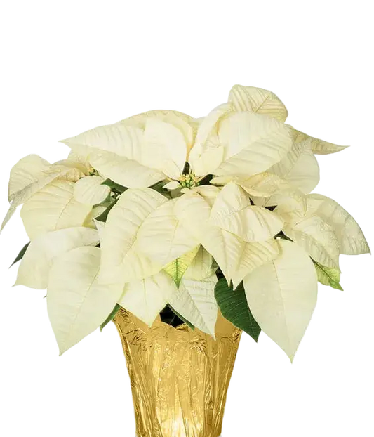White poinsettia plant in a gold pot on a white background